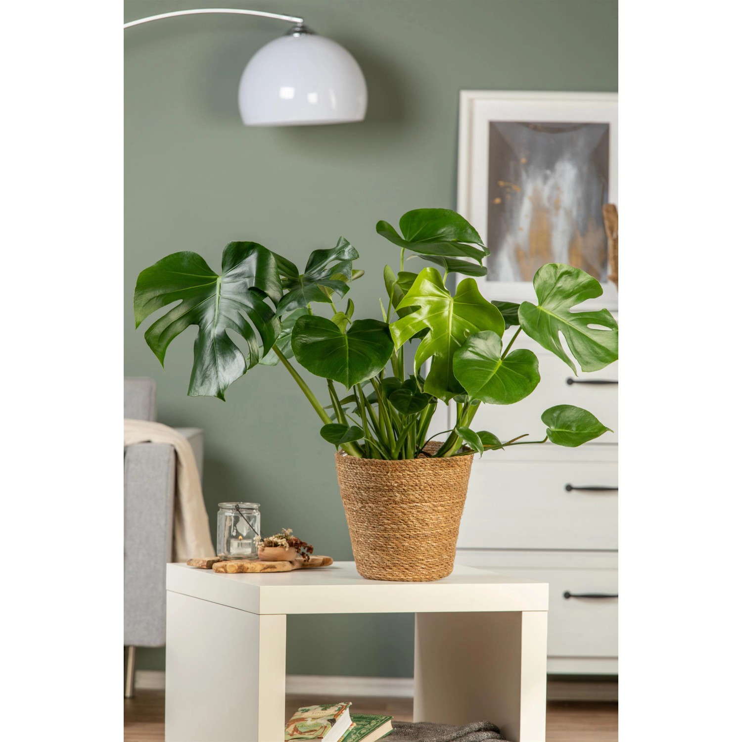 Grüne Monstera Deliciosa im Topf, eine dekorative Grünpflanze für Innenräume.