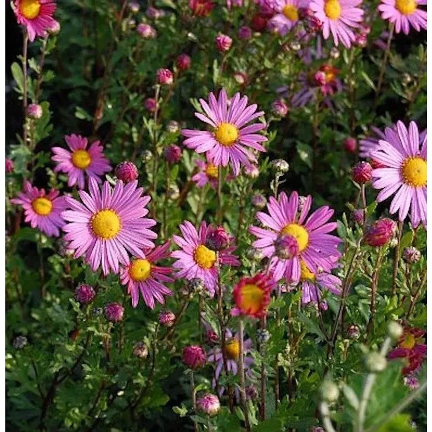 Herbstaster Clara Curtis - Chrysanthemum zawadskii