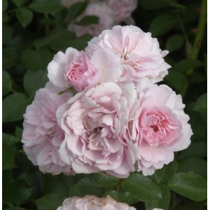 Nahaufnahme der zartrosa Hochstamm Rose Bonica, eine elegante Rosen-Sorte für den Garten.