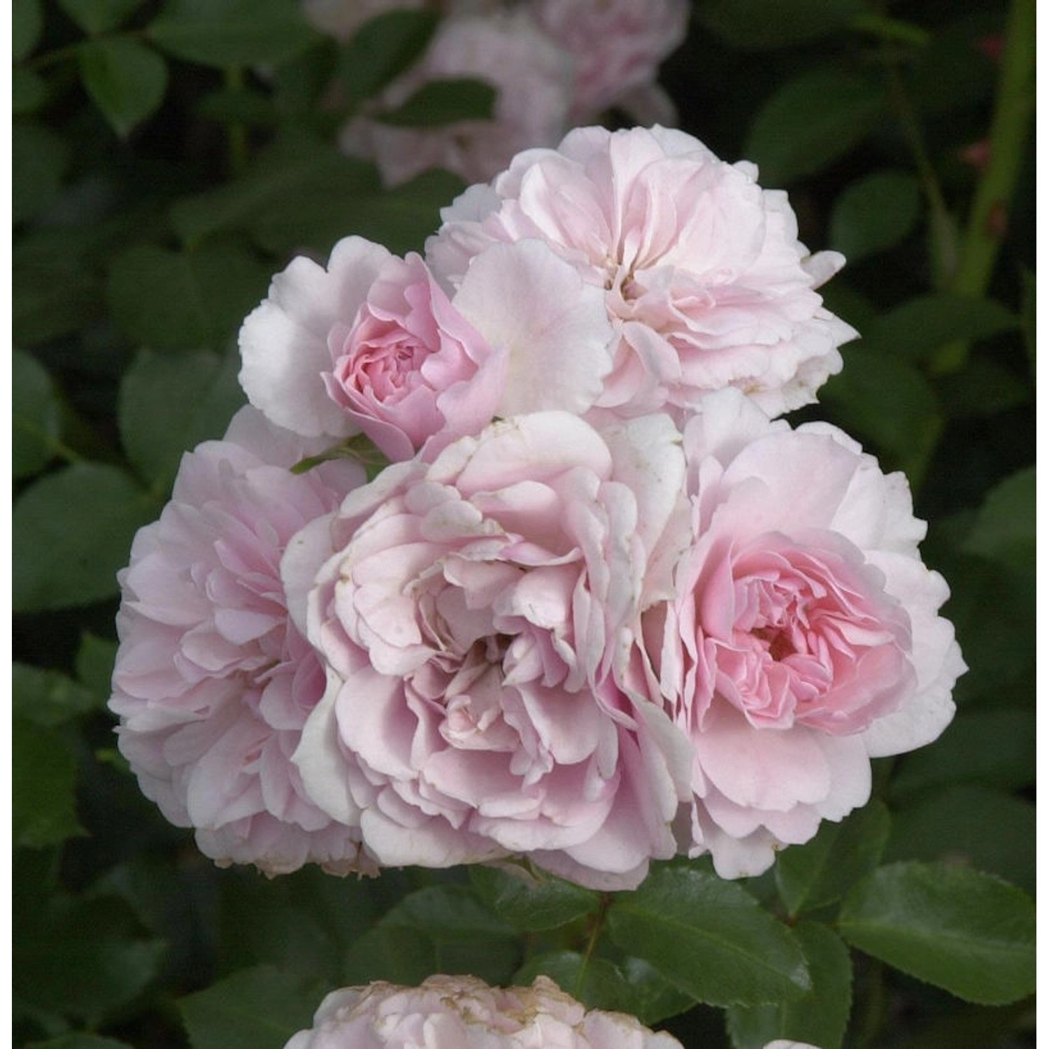 Hochstamm Rose Bonica 80-100cm günstig online kaufen