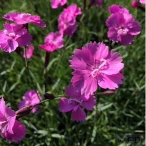 Nahaufnahme der pinkfarbenen Blüten der Pfingstnelke (Dianthus gratianopolitanus)