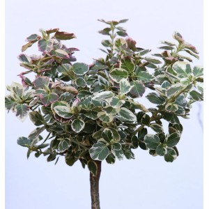 Hochstamm Weißbunte Kriechspindel (Euonymus fortunei) mit grün-weiß panaschierten Blättern.