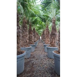 Sunny-Tree Trachycarpus Fortunei Chinesische Fächerpalme 180 bis 200 cm Stammhöhe 50 bis 60 cm Winterhart bis -18°C