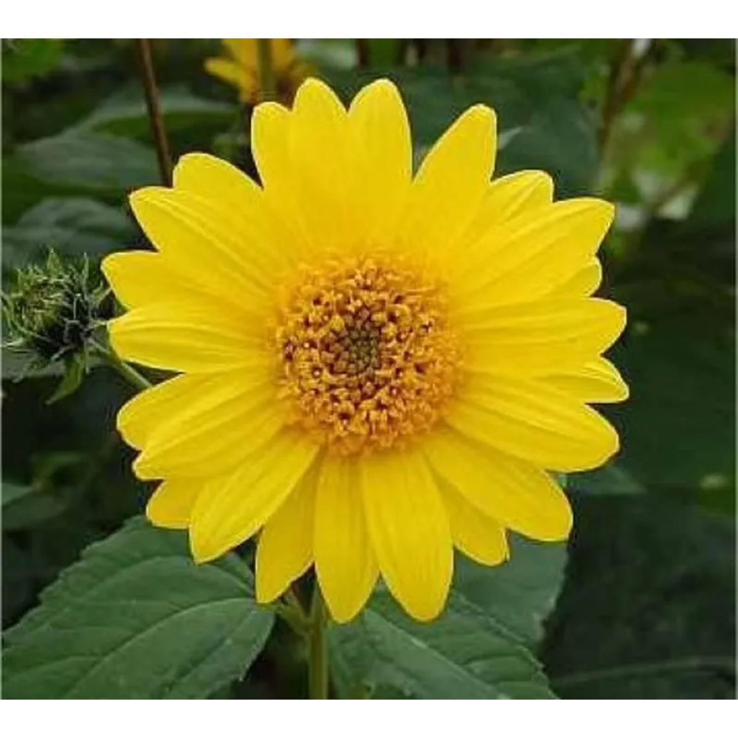Topinambur - Helianthus tuberosus