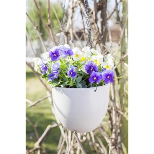 Hängende Ampel mit Hornveilchen Mix (Viola cornuta) in Weiß, Frühjahrsbepflanzung mit lila und weißen Blüten.