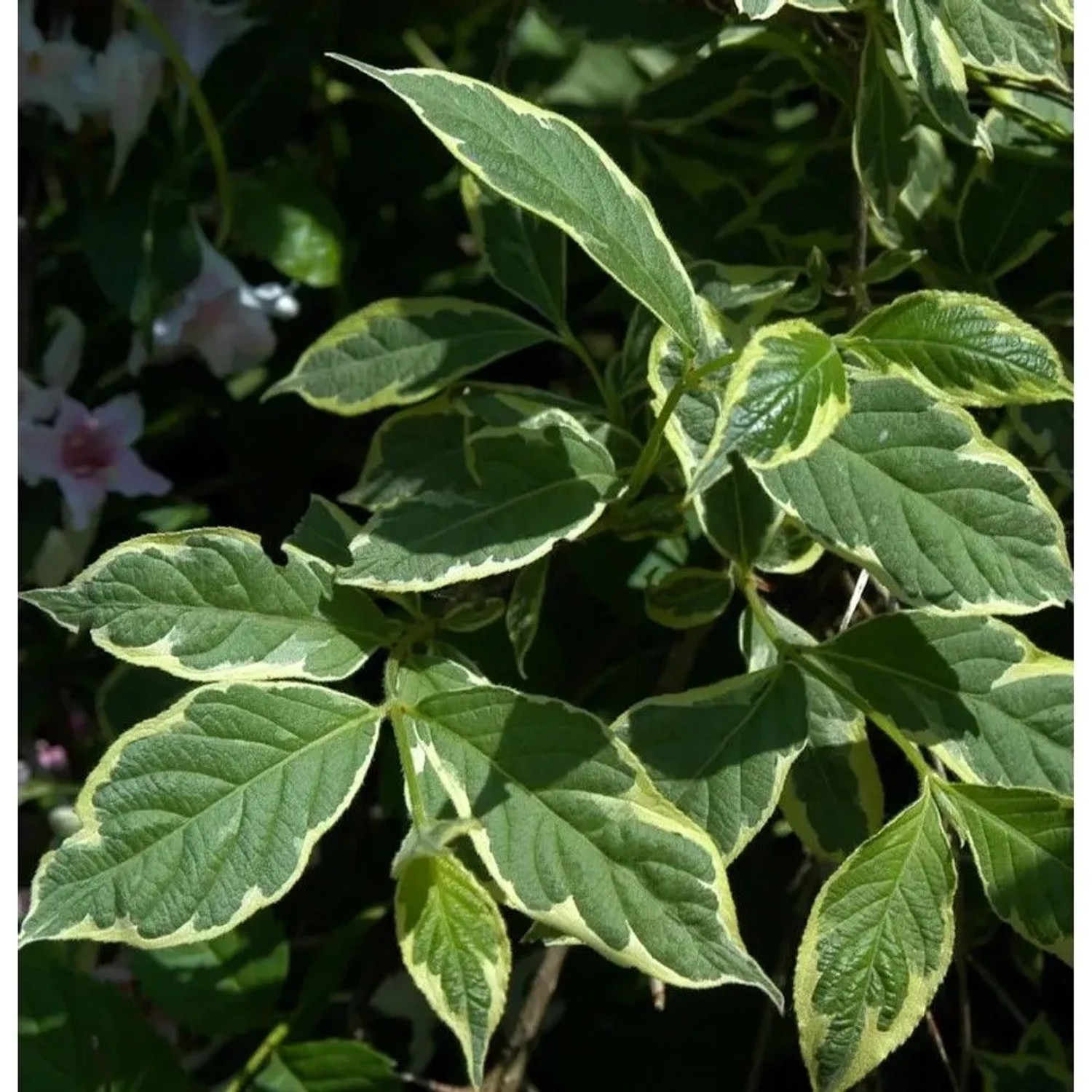 Weißbunte Weigelie 60-80cm - Weigela florida