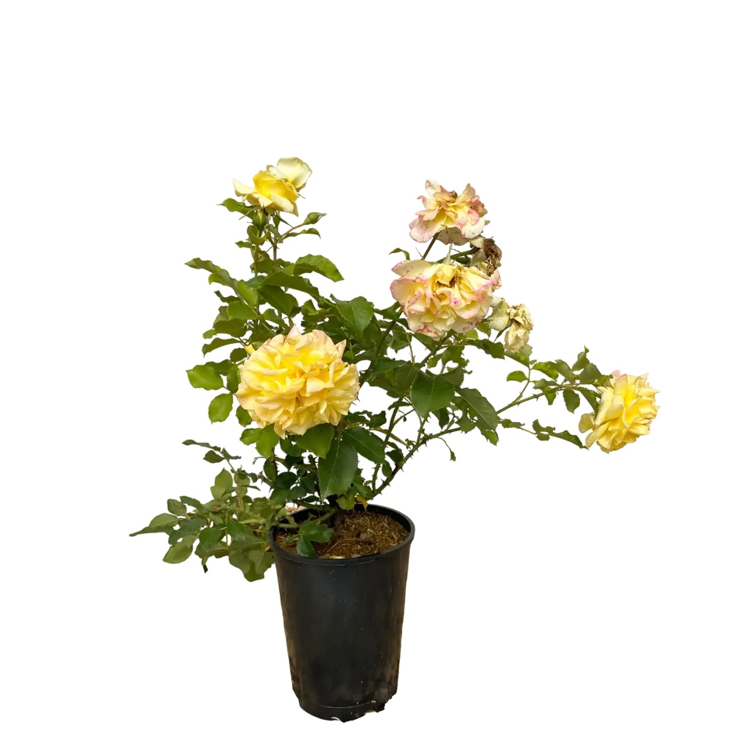 Baumfink Edelrose Sterntaler im Topf mit leuchtend gelben Blüten.