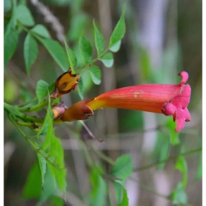 Amerikanische Trompetenblume (Campsis radicans) mit oranger Blüte und grünen Blättern.