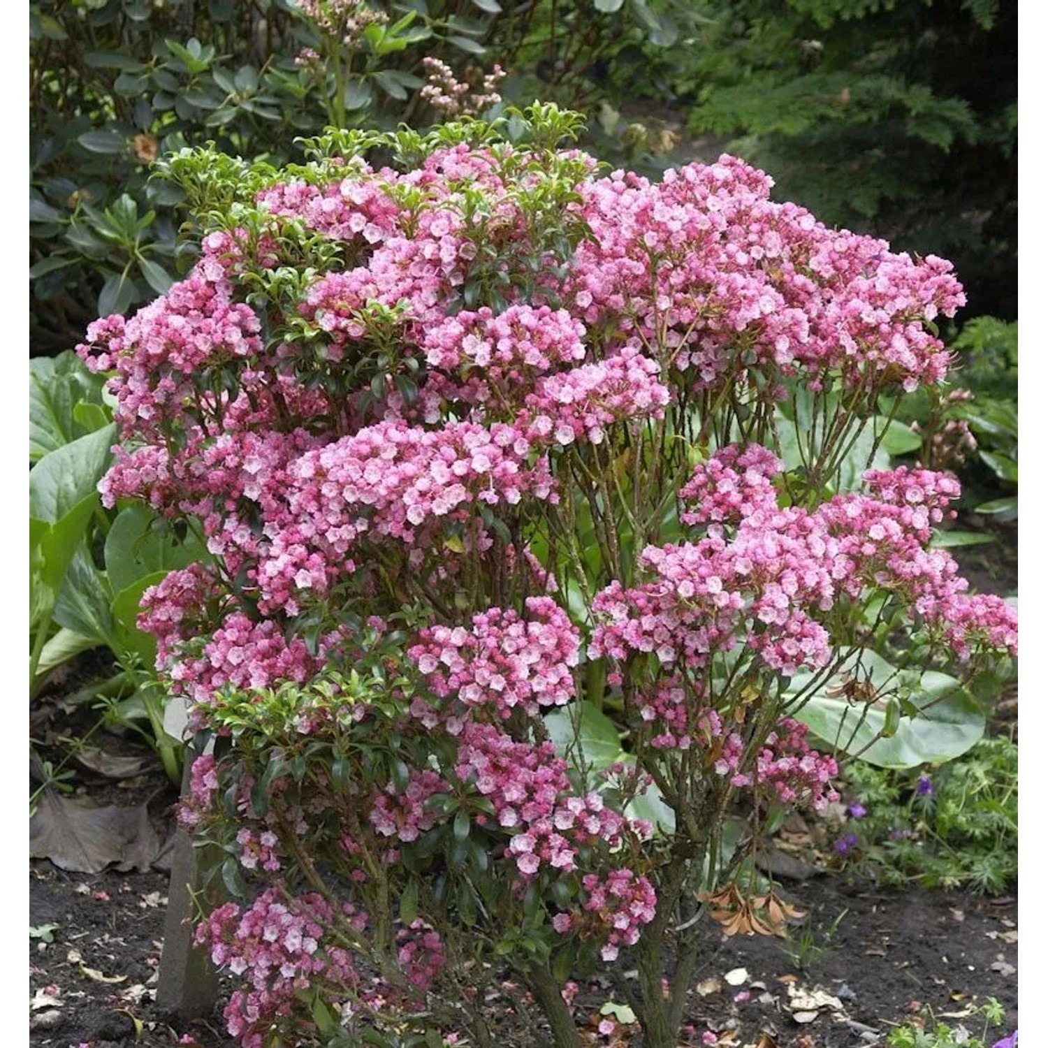 Großer Berglorbeer Little Linda 15-20cm - Kalmia,atifolia