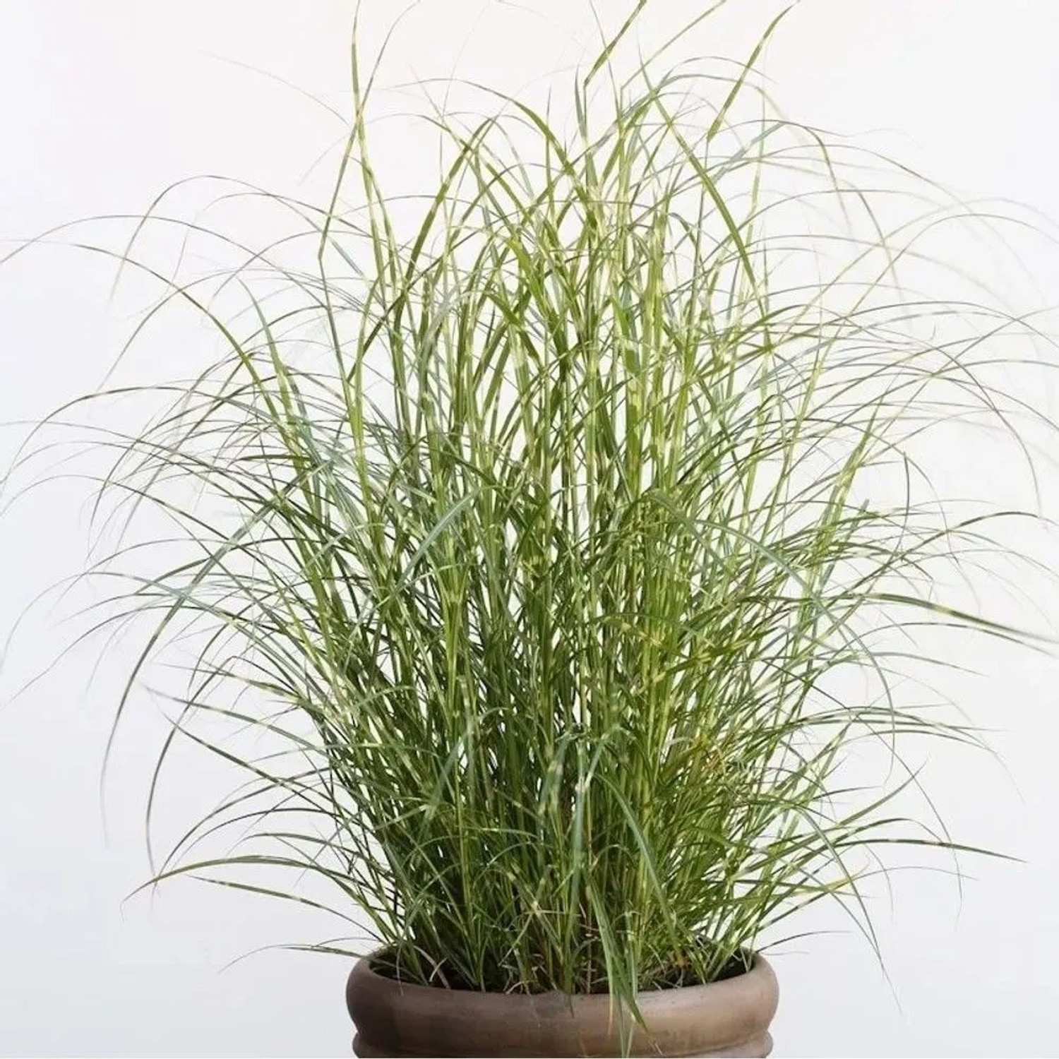 Chinaschilf Little Zebra  - XXXL Topf - Miscanthus sinensis