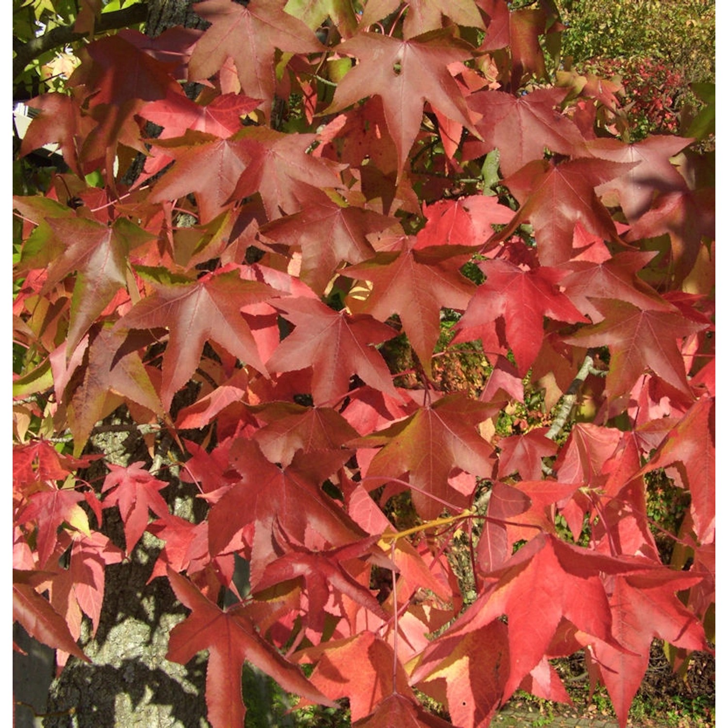 Amerikanischer Amberbaum Oakville Highlight 80-100cm - Liquidambar styracif günstig online kaufen