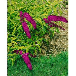 Buntlaubiger Schmetterlingsflieder Santana mit violetten Blüten und gelbgrünen Blättern.