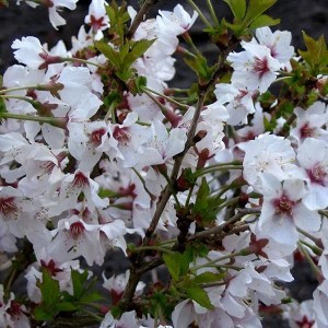 Kurilenkirsche 'Brillant' Prunus nipponica 60 bis 80 cm im Container Zierkirsche