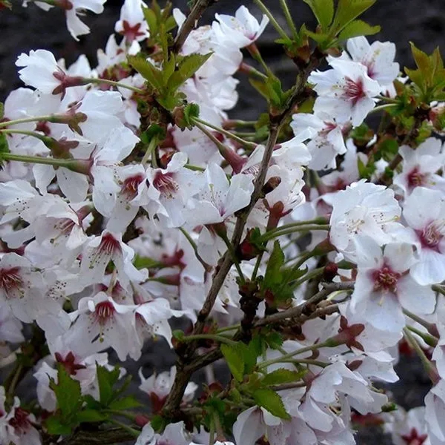 Kurilenkirsche 'Brillant' Prunus nipponica 60 bis 80 cm im Container Zierkirsche