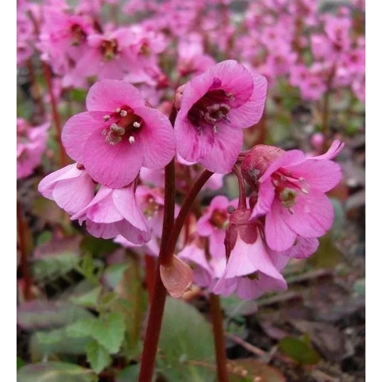 Bergenie Rosi Klose - Bergenia cordifolia