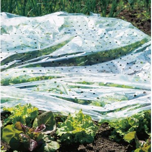 Transparente Windhager Frühbeetfolie 1,5x10m über Pflanzen im Garten.