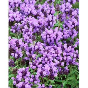 Violette Großblütige Braunelle (Prunella grandiflora) im 9x9 cm Topf. Bodendeckende Staude für sonnige Standorte.