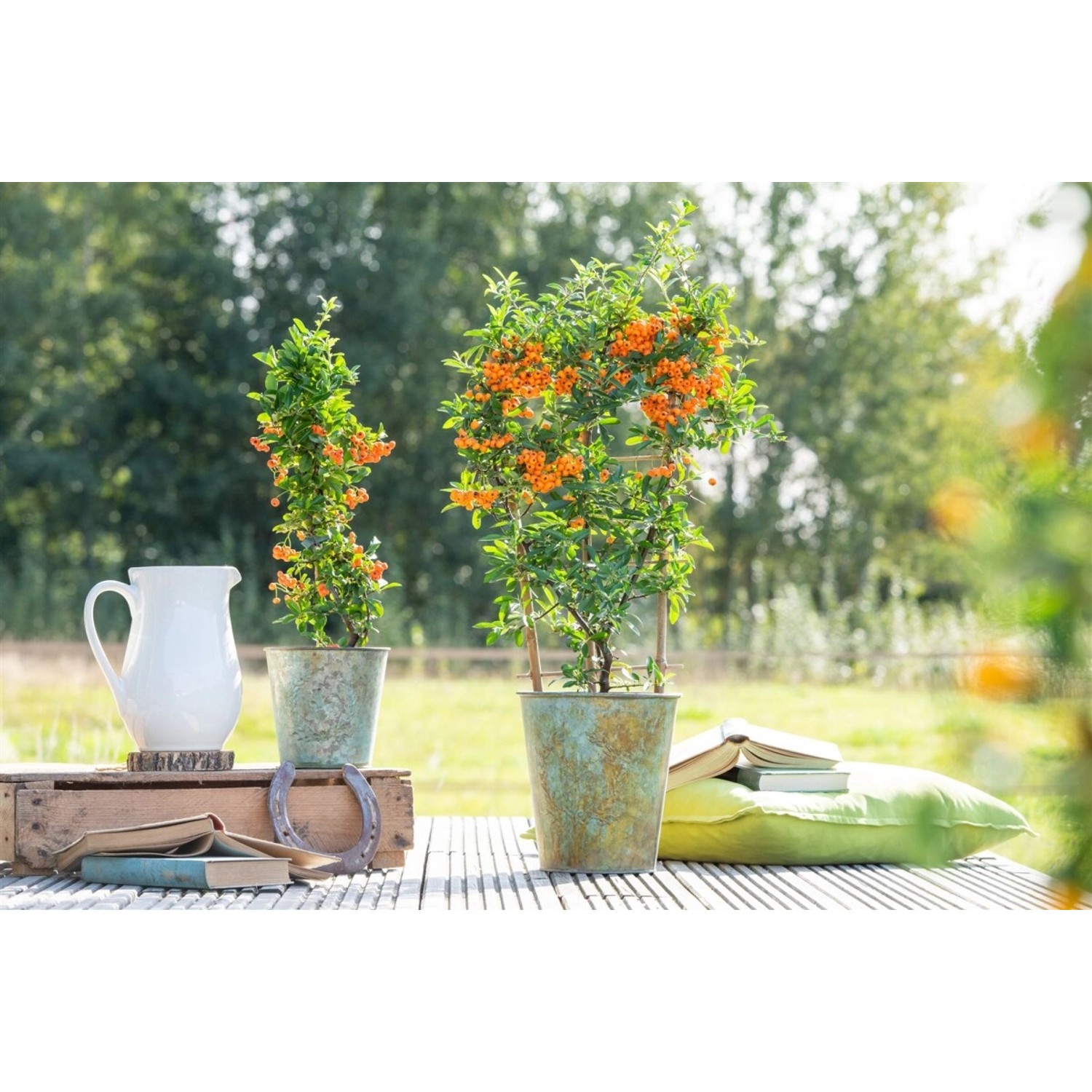 Pyracantha 'Orange Glow' 60-80 cm günstig online kaufen
