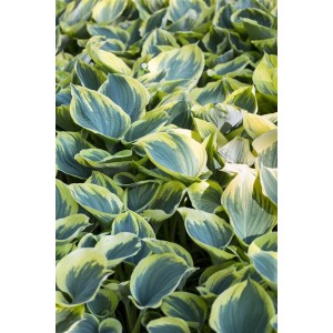 Nahaufnahme der Hosta Fluctuans Sagae Funkie mit grün-gelben Blättern im 11x11 cm Topf.