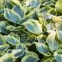 Nahaufnahme der Hosta Fluctuans Sagae Funkie mit grün-gelben Blättern im 11x11 cm Topf.