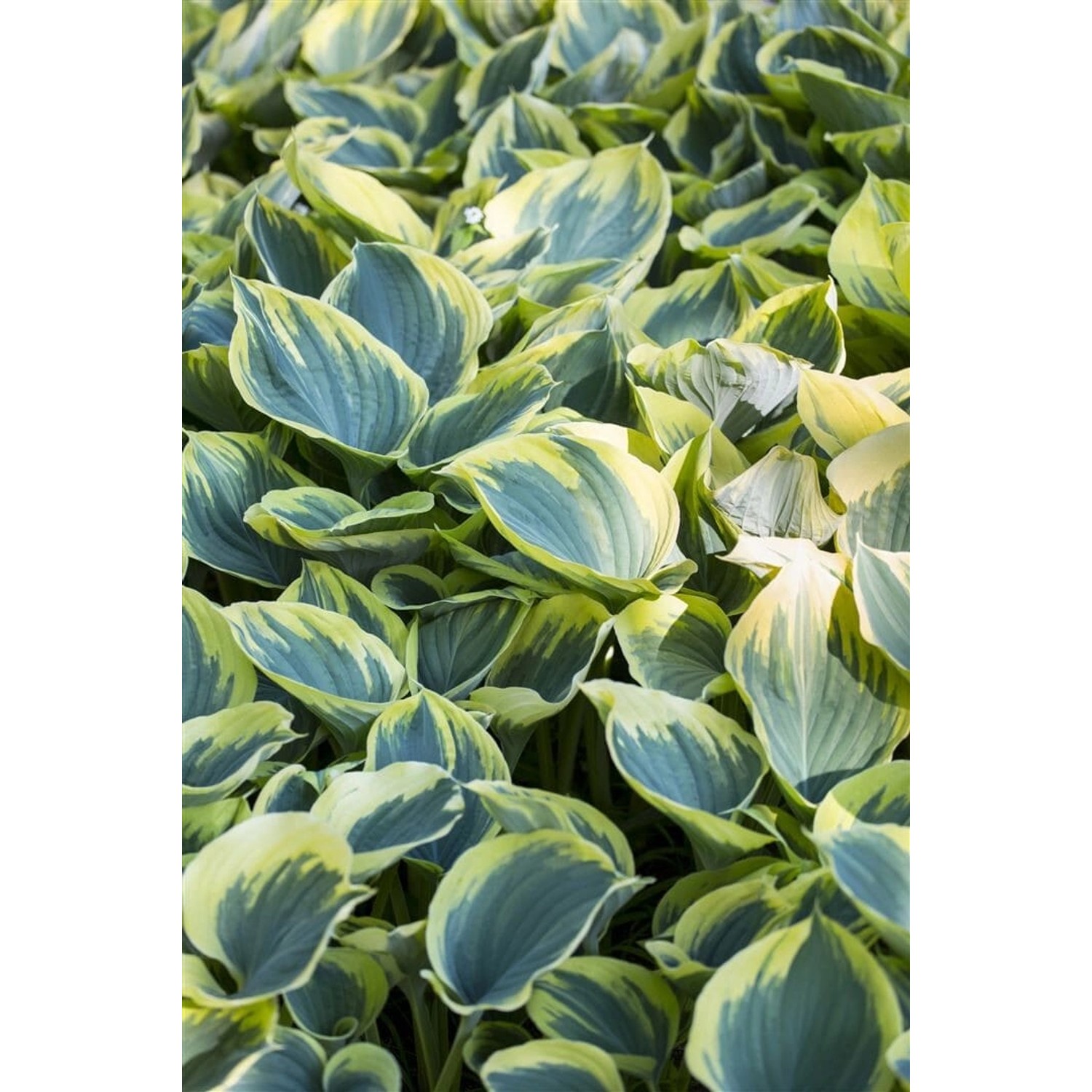 Hosta Fluctuans Sagae Funkie Ca. 11x11 cm Topf günstig online kaufen
