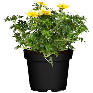 Goldmarie Gelb im Topf, ca. 10-15 cm hoch. Sommerpflanze mit gelben Blüten.