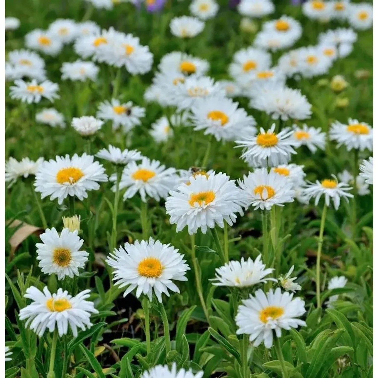 Alpenaster Weiße Schöne - Aster alpinus