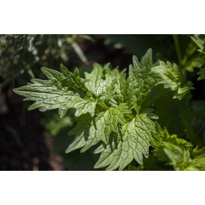 Nahaufnahme des grünen Blattwerks der Valeriana Officinalis (Echter Baldrian) im 9x9 cm Topf.