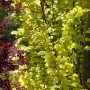 Goldgelbe Holländische Ulme (Ulmus Hollandica Wredei) mit 80 cm Stammhöhe.