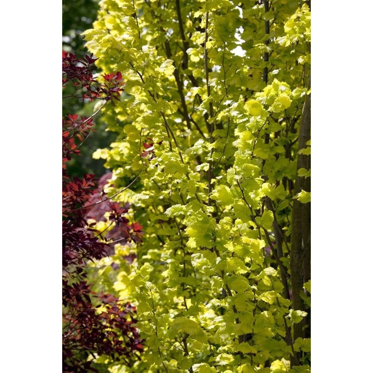 Goldgelbe Holländische Ulme (Ulmus Hollandica Wredei) mit 80 cm Stammhöhe.