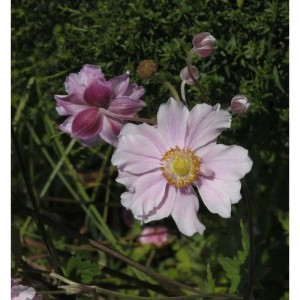 Rosa blühende Albadura Anemone Septemberglanz Staude im Garten.
