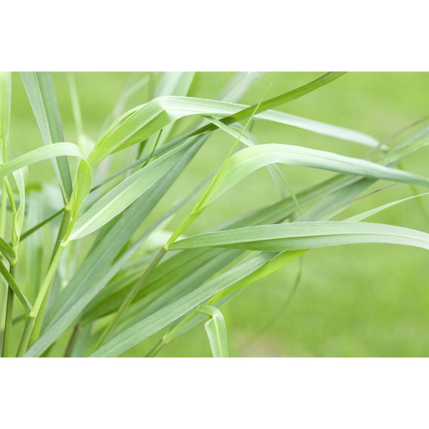 Panicum Virgatum Hänse Herms Rutenhirse Rot 3-5 Liter Container günstig online kaufen