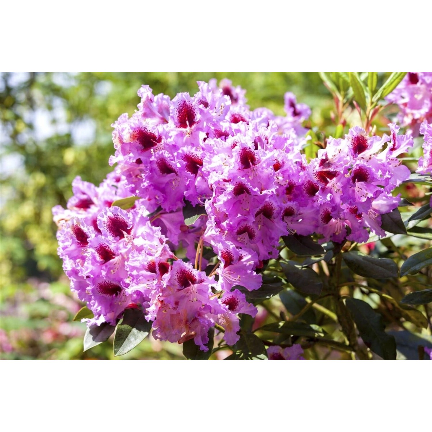 Rhododendron Hybr. Kabarett Inkarho Rot-Weiß 60–70 cm günstig online kaufen