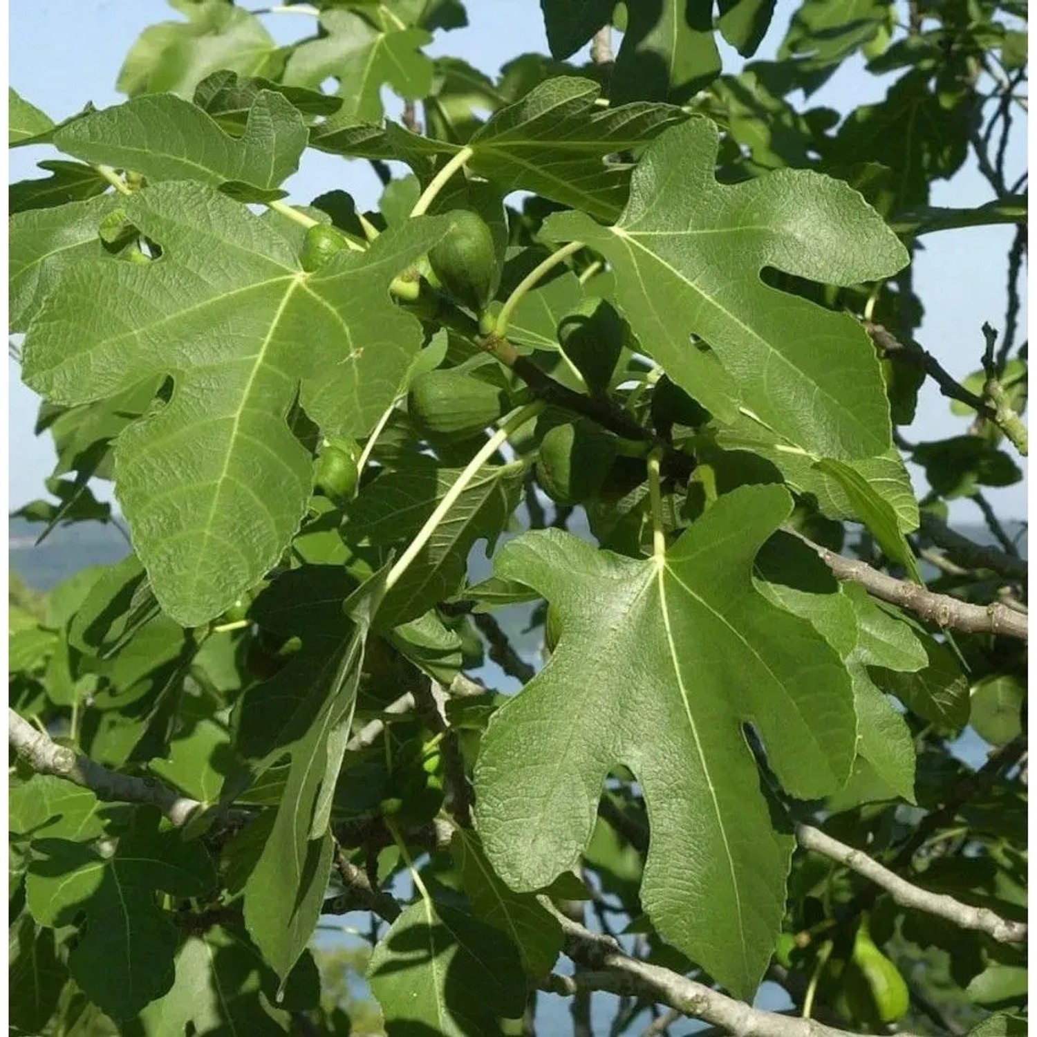 Hochstamm Feigenbaum Bornholms Diamant 40-60cm - Ficus carica