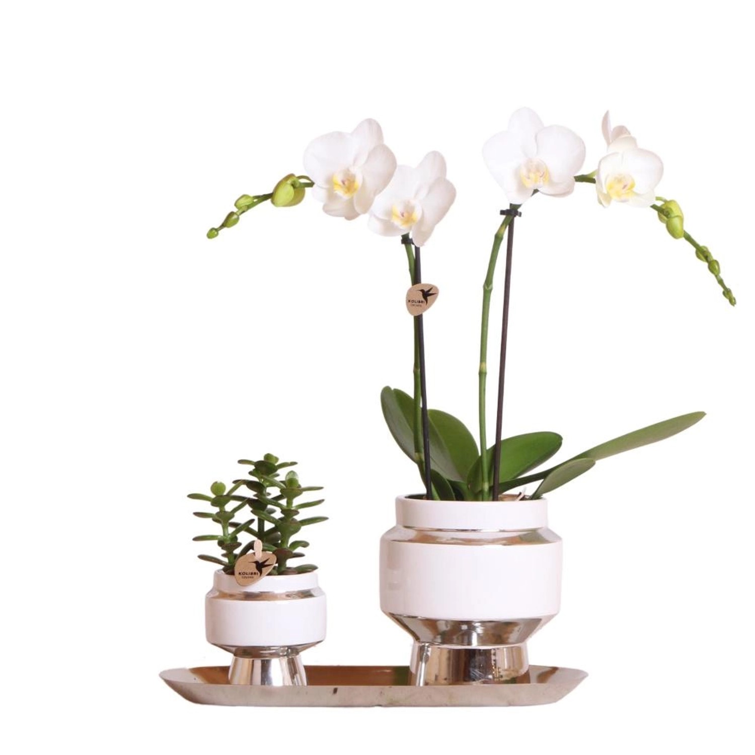 Kolibri Set aus Weißer Orchidee & Succulent auf Silbertablett