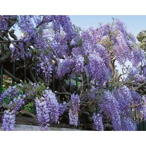 Üppiger Chinesischer Blauregen 'Prolific' mit violettblauen Blüten an einer Pergola.