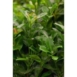 Detailaufnahme des grünen Kirschlorbeer 'Etna' mit glänzenden Blättern, ideal als Heckenpflanze.