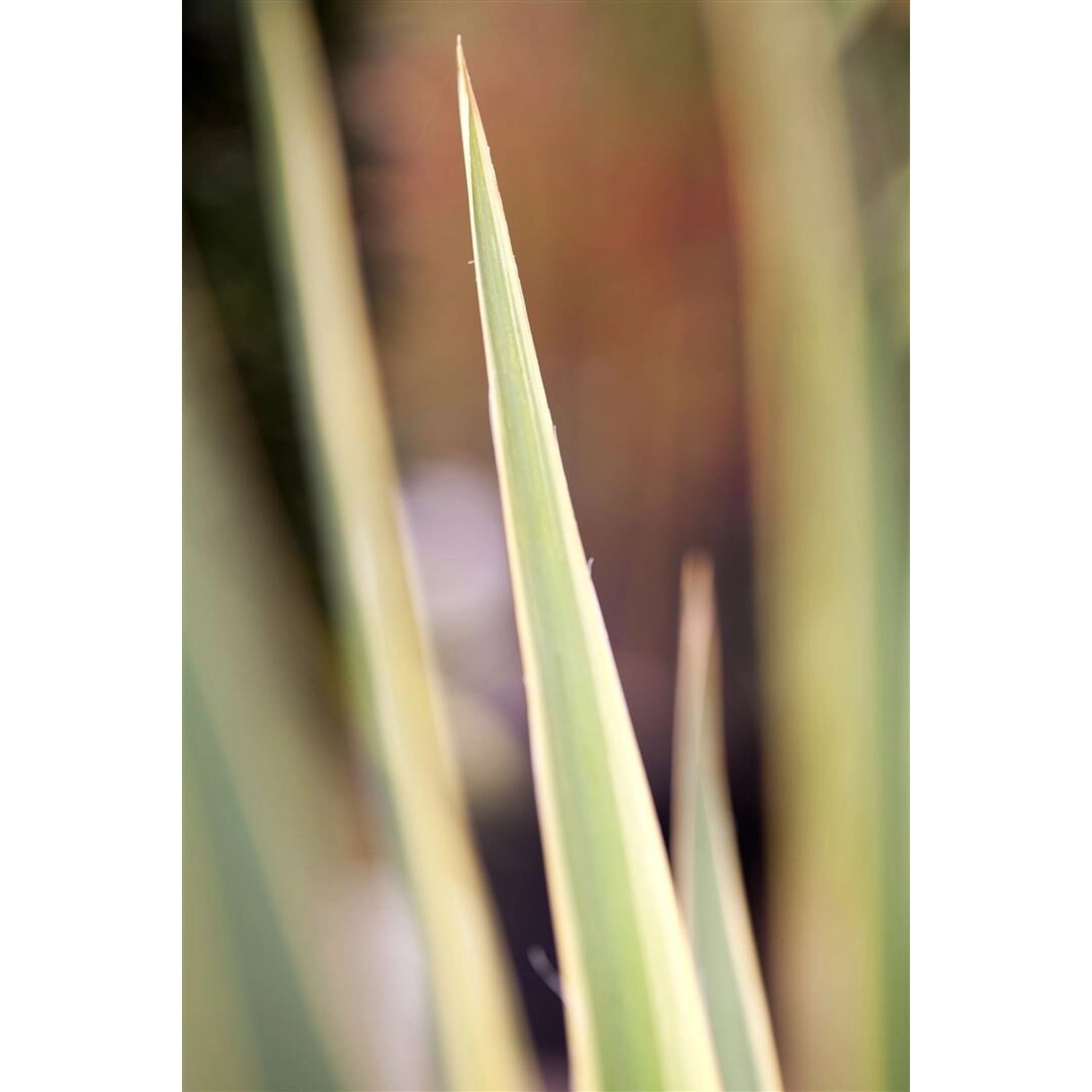 Yucca Filamentosa Bright Edge Palmlilie Ca. 11x11 cm Topf günstig online kaufen
