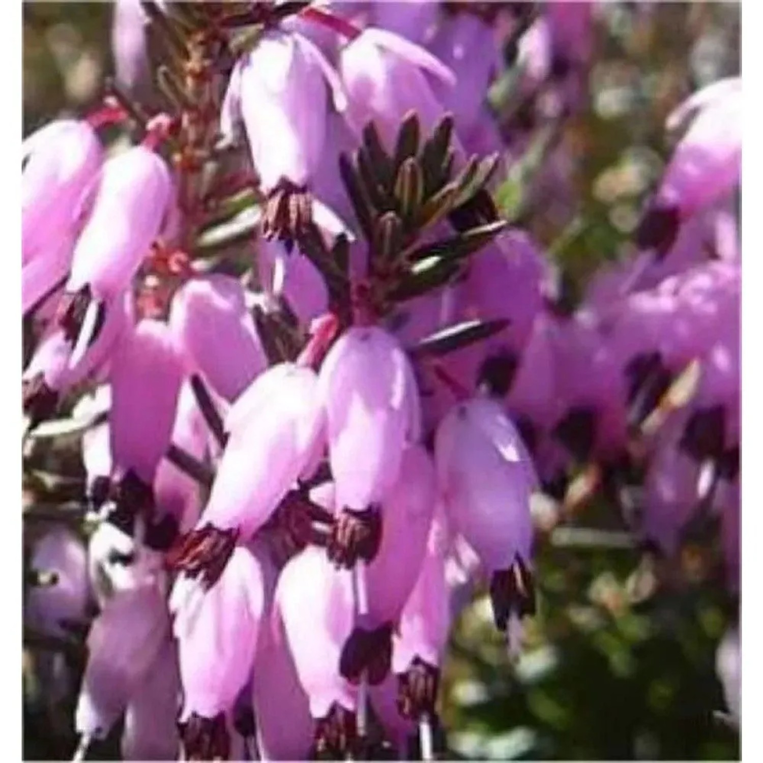 10x Winterheide Myretoun Ruby - Erica carnea