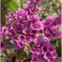 Bergenie Winterglut: Nahaufnahme von vielen kleinen, leuchtend magentafarbenen Blüten. Eine schöne Gartenstaude.