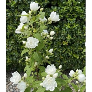 Baumfink Gefüllter Pfeifenstrauch Little White Love als Topfpflanze 40-60cm