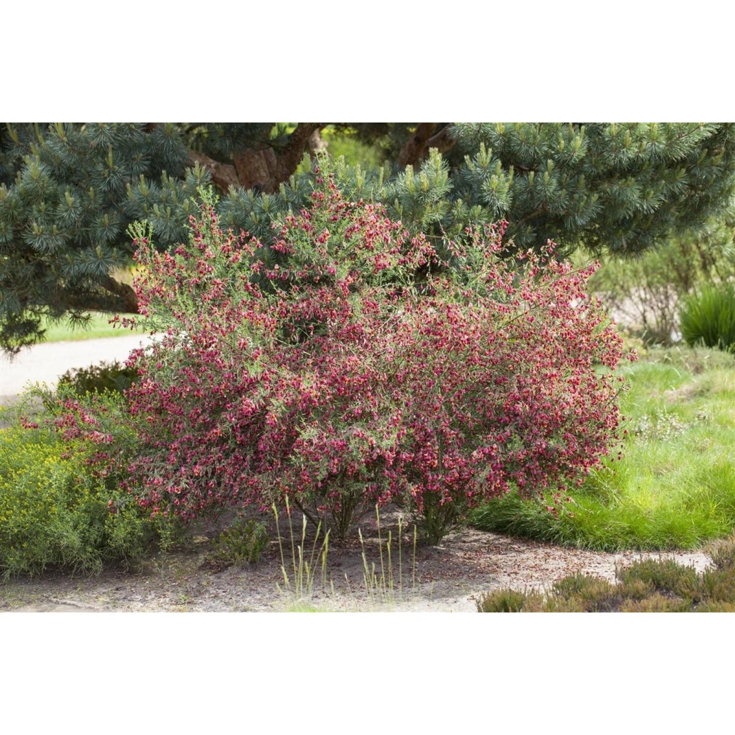 Cytisus Scoparius Besenginster Boskoop Ruby 30-40 cm günstig online kaufen