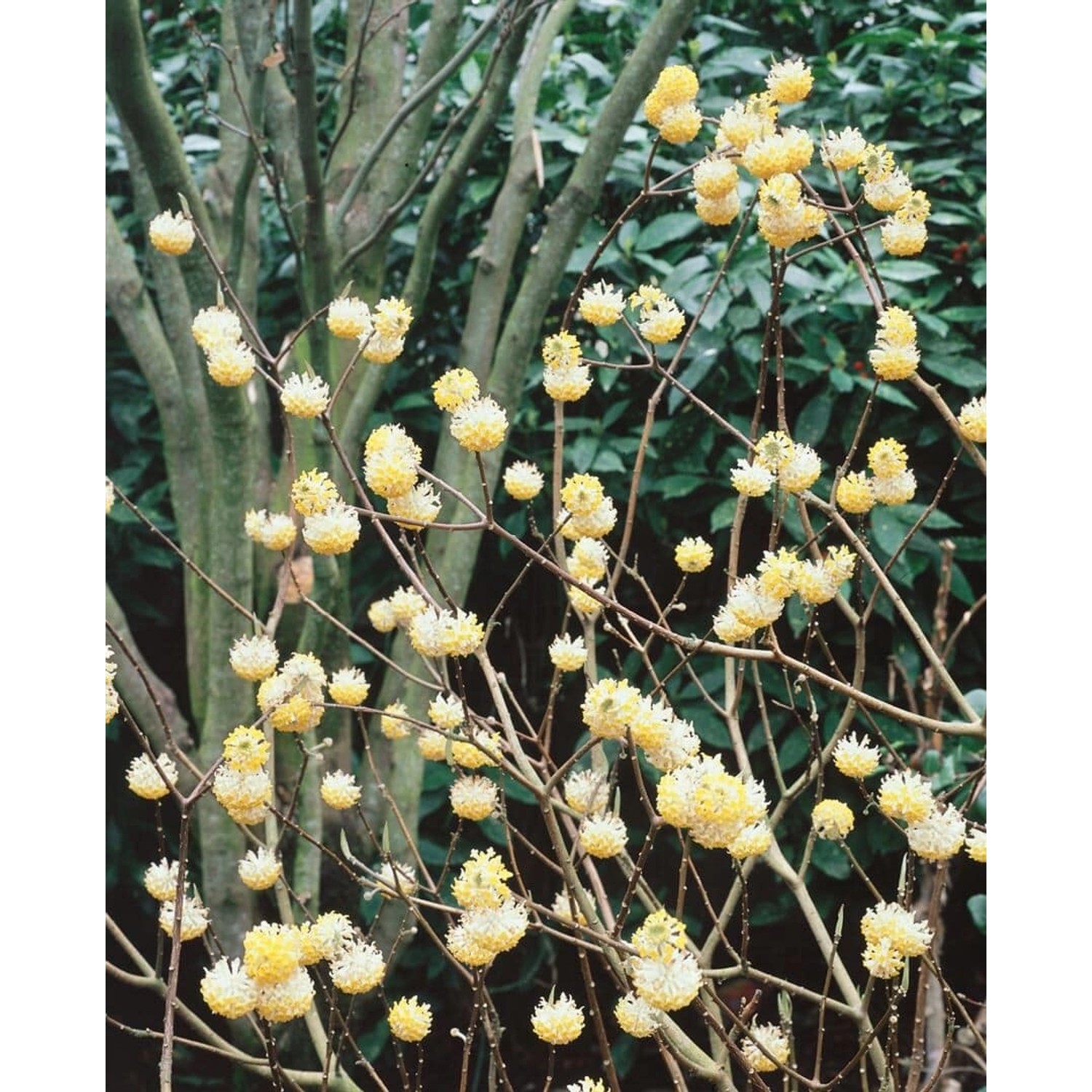 Edgeworthia Chrysantha Seidelbast 40-60 cm günstig online kaufen