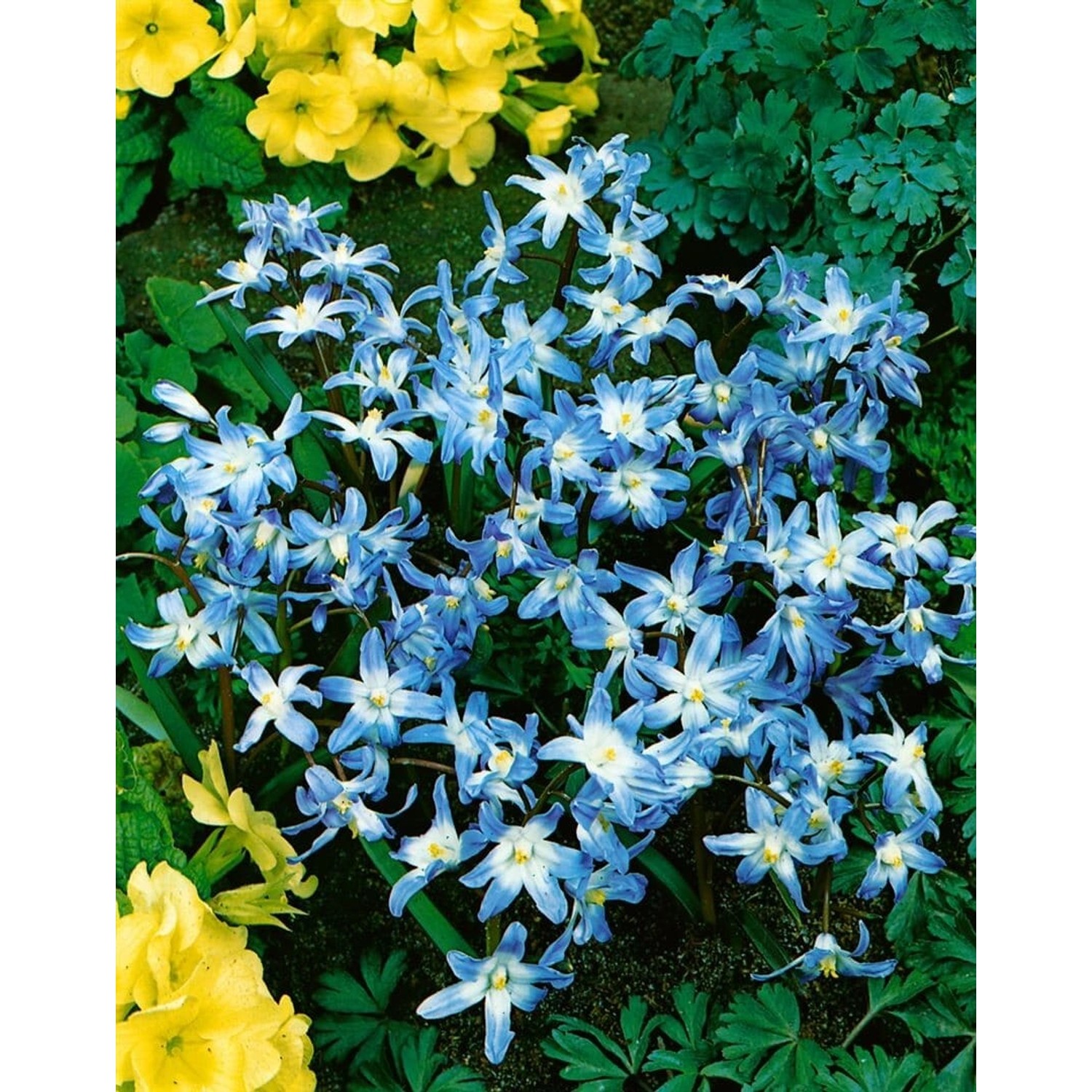 Chionodoxa Luciliae Schneeglanz Ca. 9x9 cm Topf günstig online kaufen