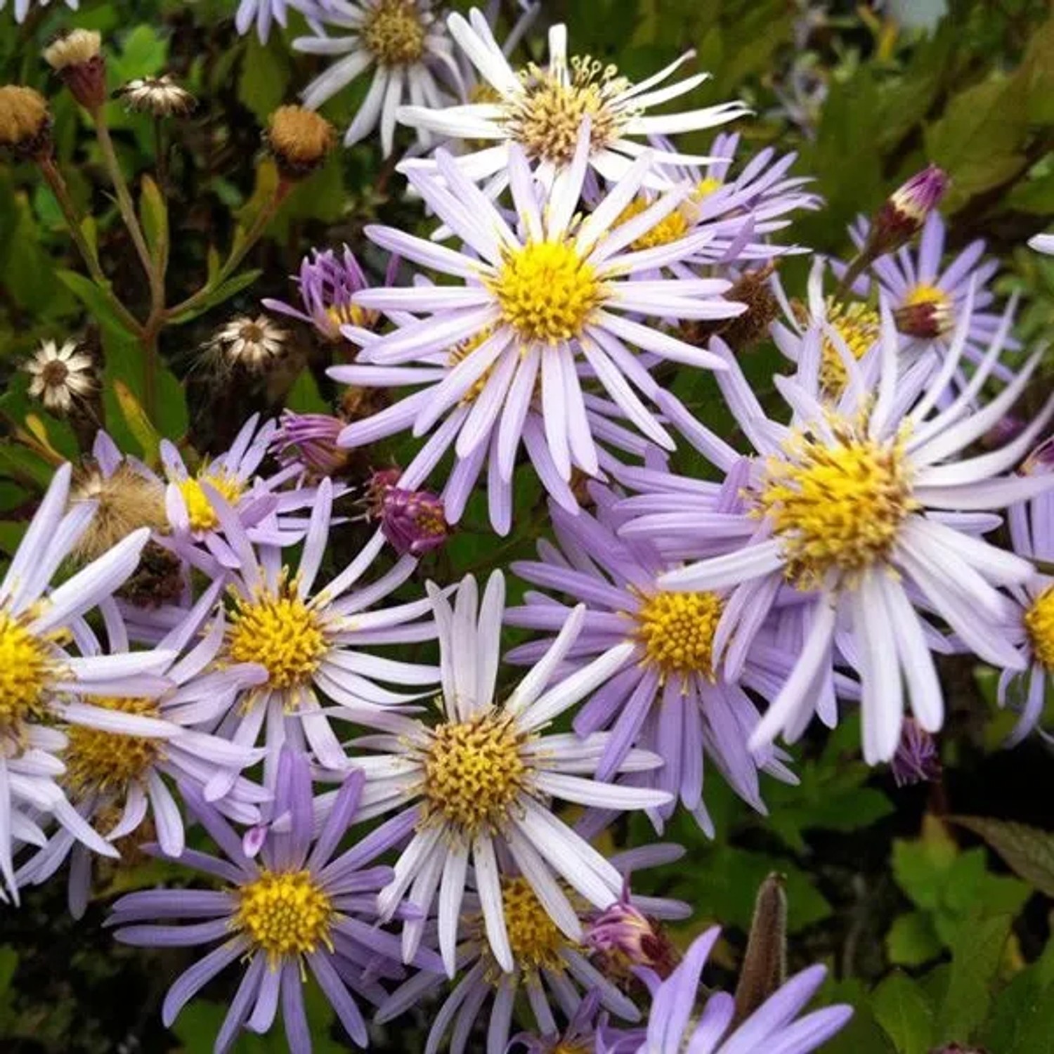 6 x Aster 'Asran' Aster Topf 9cm Hellviolette Blüten