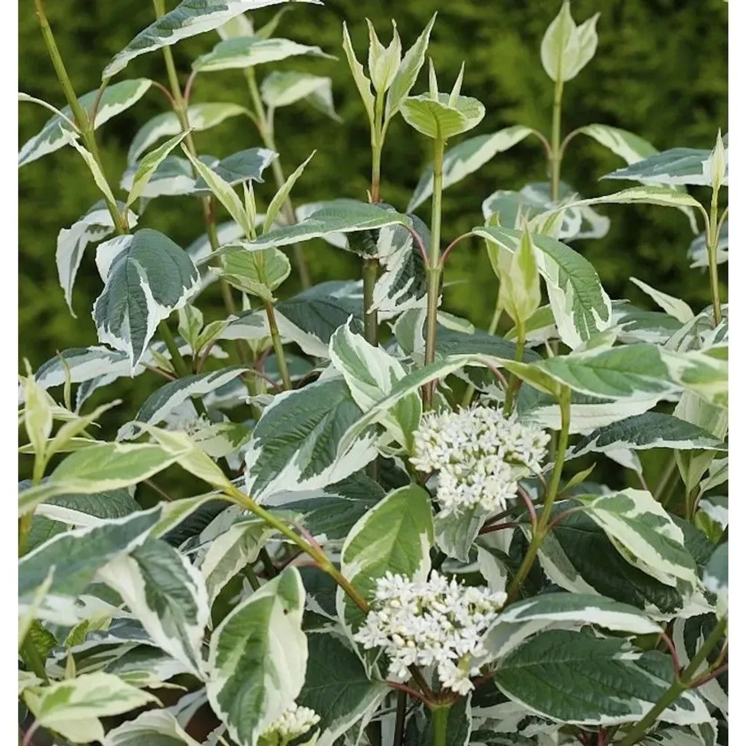 Weißbunter Hartriegel Ivory Halo 60-80cm - Cornus alba