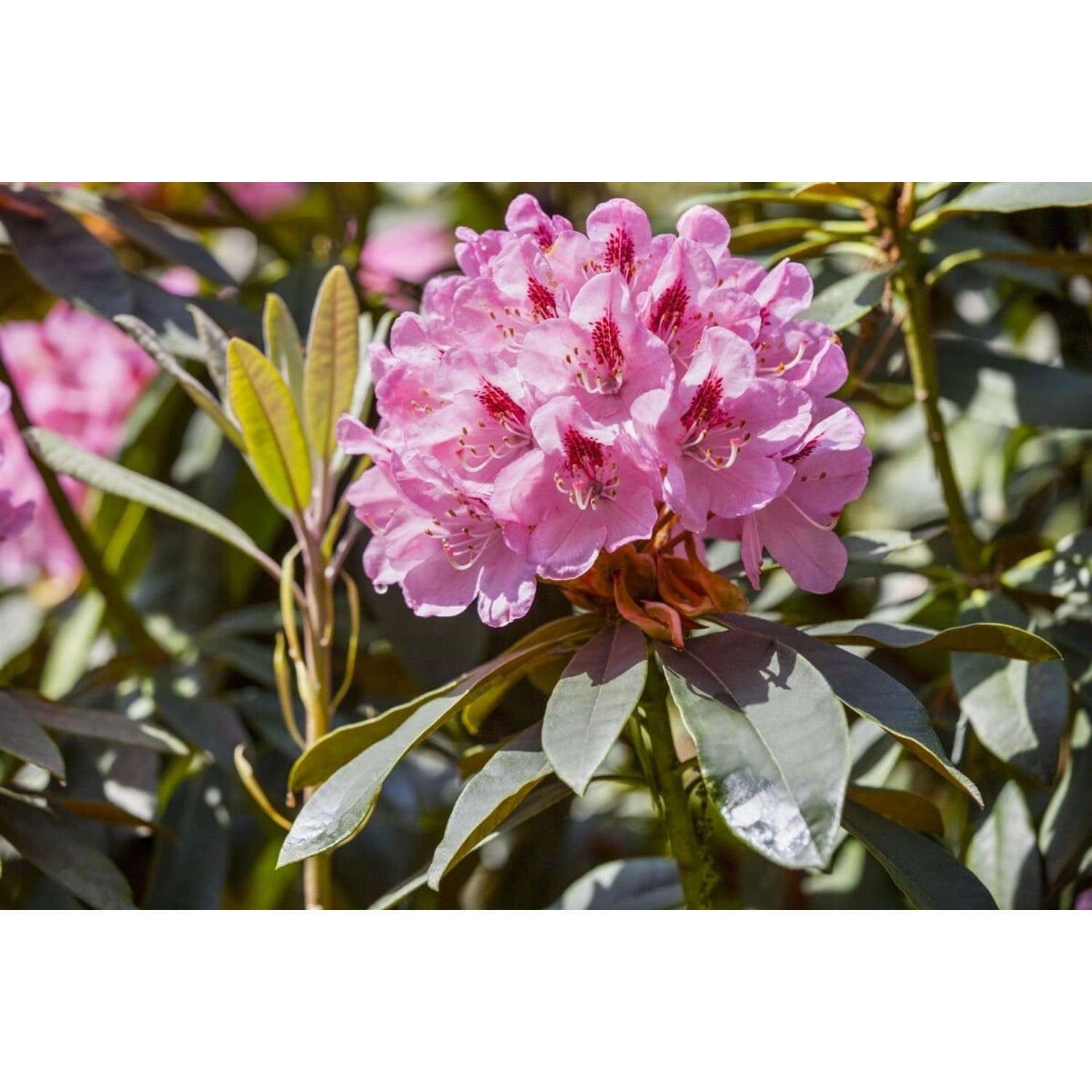 Rhododendron Hybr. Lady Annet De Trafford Rosa Blüten 50–60 cm günstig online kaufen