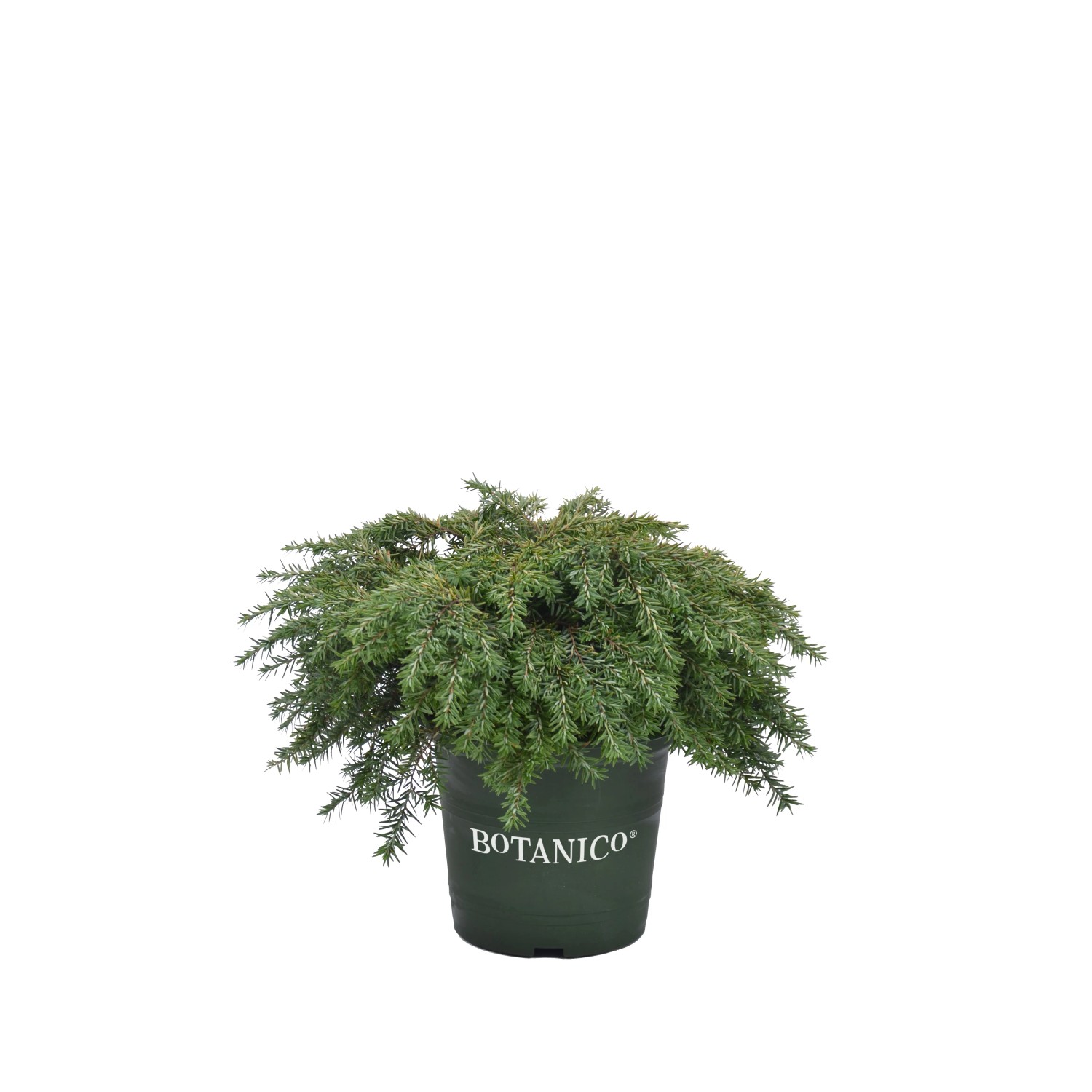 Zwerg-Hemlocktanne "Jeddeloh" Höhe ca. 25-30 cm Topf ca. 3,7 l Tsuga canadensis