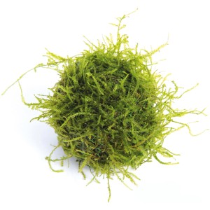 Dennerle Aquariumpflanze Bisophere Ball mit Javamoos, grüne Mooskugel für Aquarium.