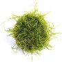 Dennerle Aquariumpflanze Bisophere Ball mit Javamoos, grüne Mooskugel für Aquarium.
